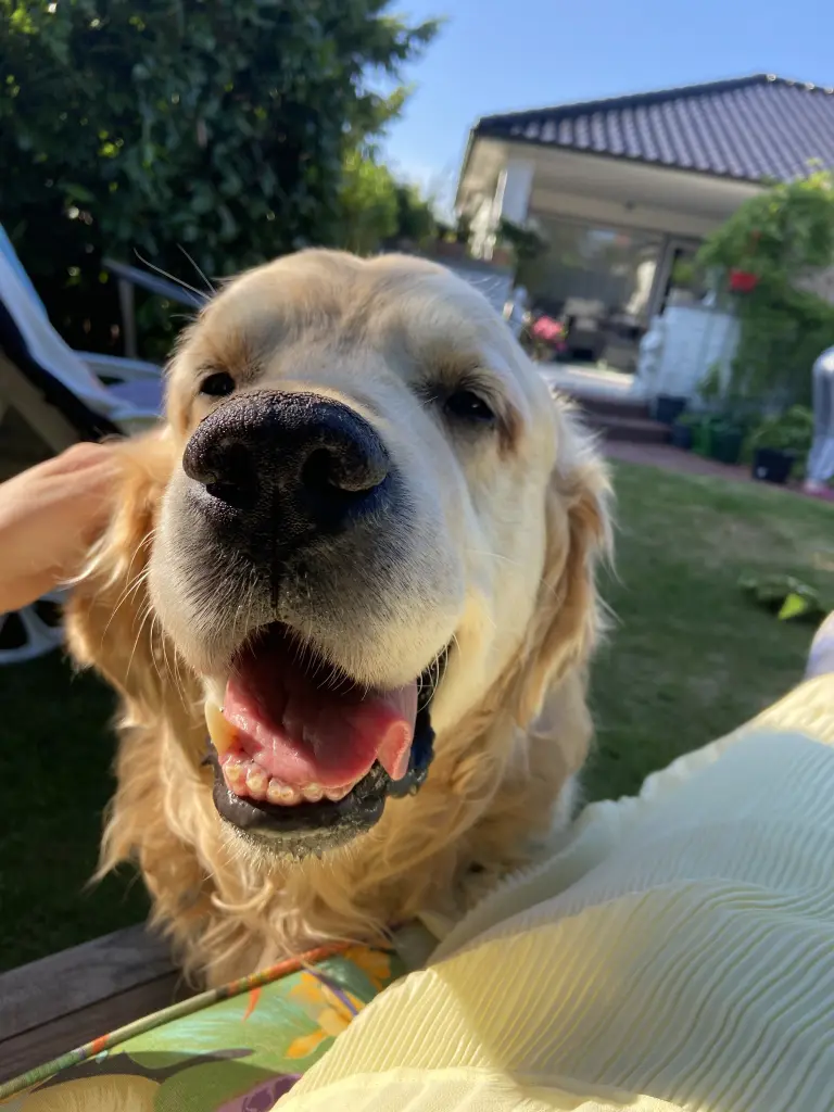 Image from Campino