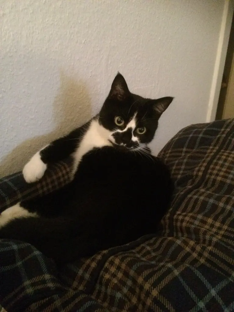 Image from Bijou
