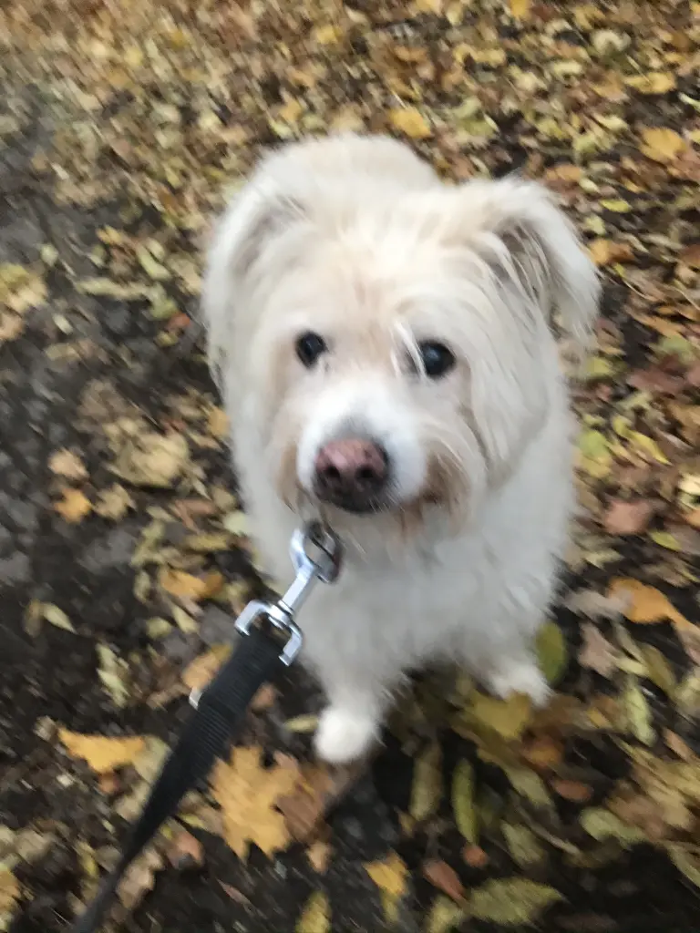 Image from Trixie