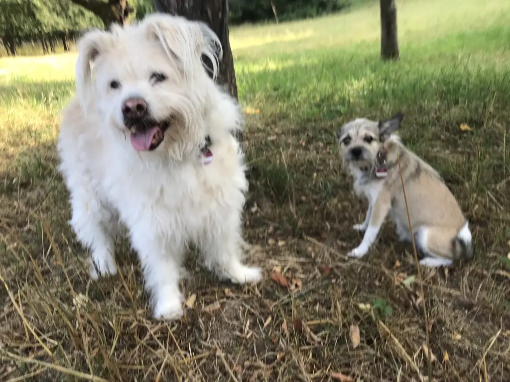 Image from Trixie