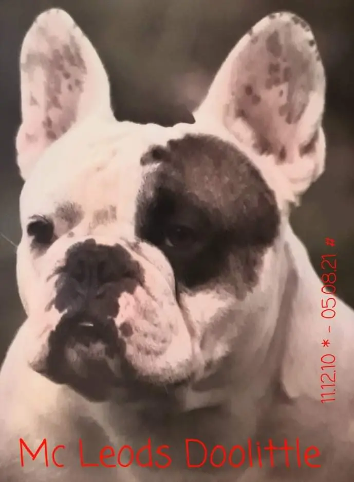 Image from Doolittle