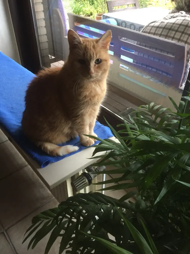 Image from Findus 