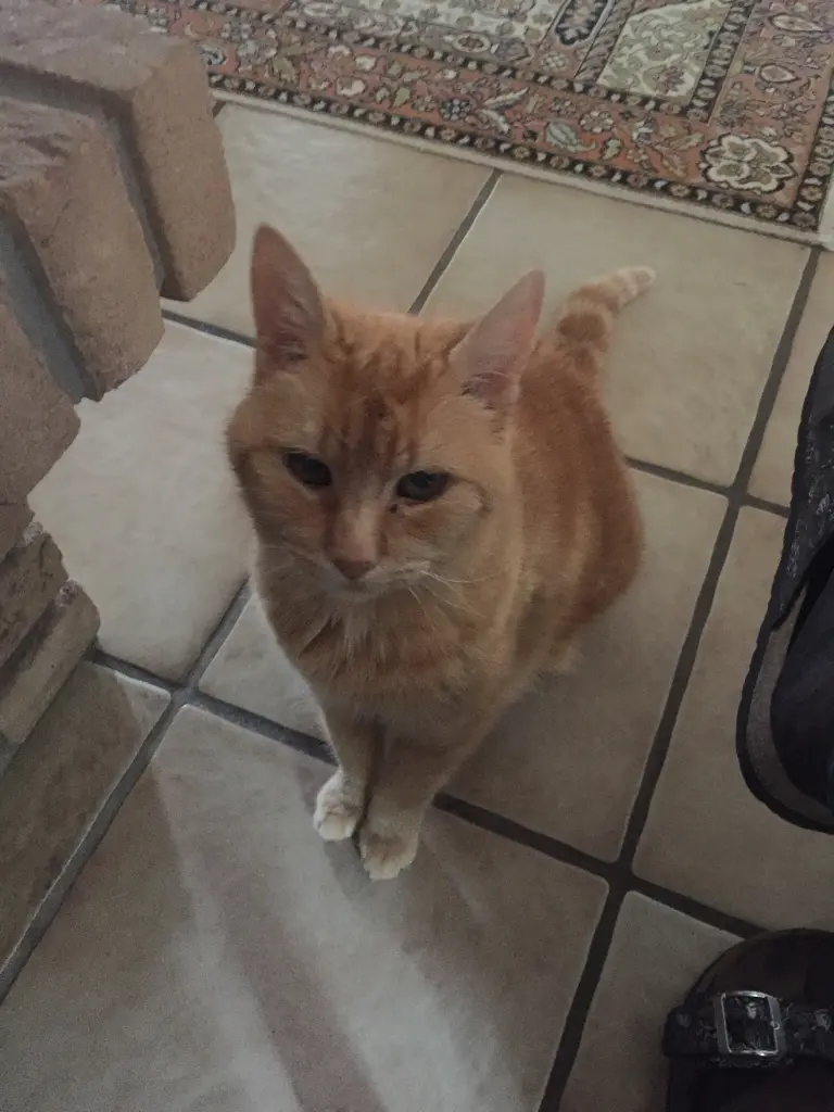 Image from Findus