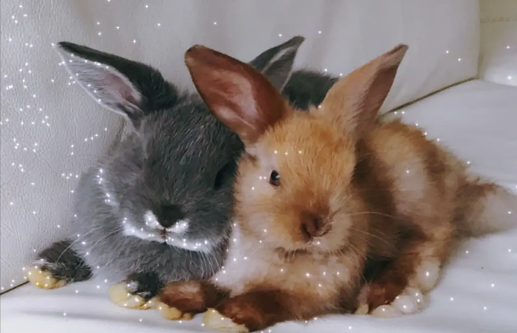 Image from Toffi , Nugat und Marshmallow 