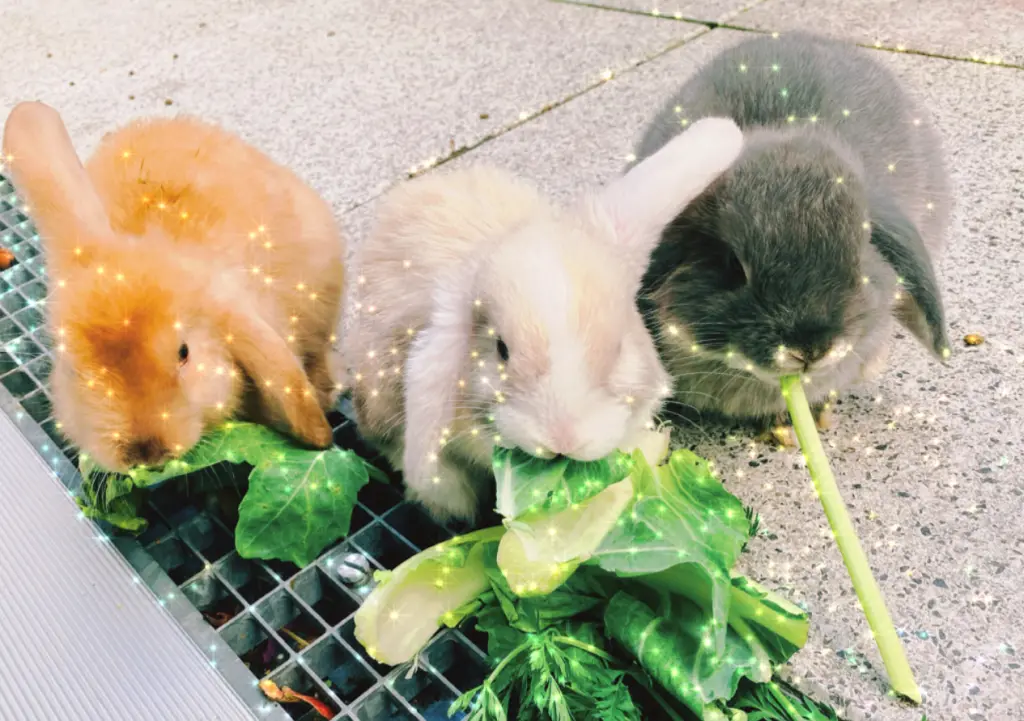Image from Toffi , Nugat und Marshmallow