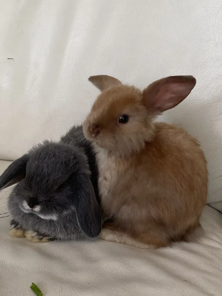 Image from Toffi , Nugat und Marshmallow