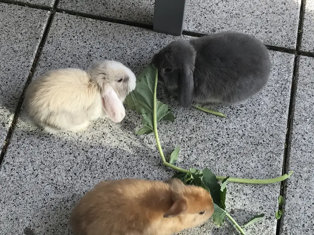 Image from Toffi , Nugat und Marshmallow