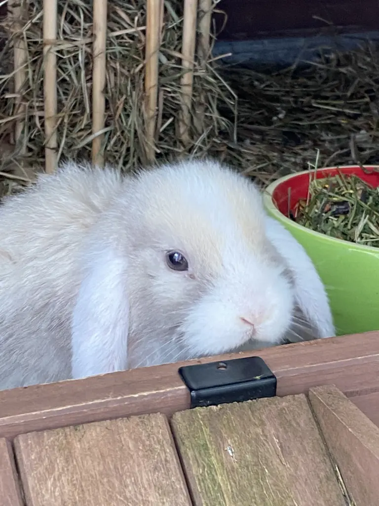 Image from Toffi , Nugat und Marshmallow