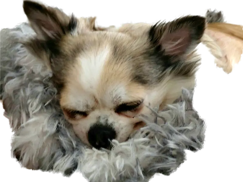 Image from Lilli