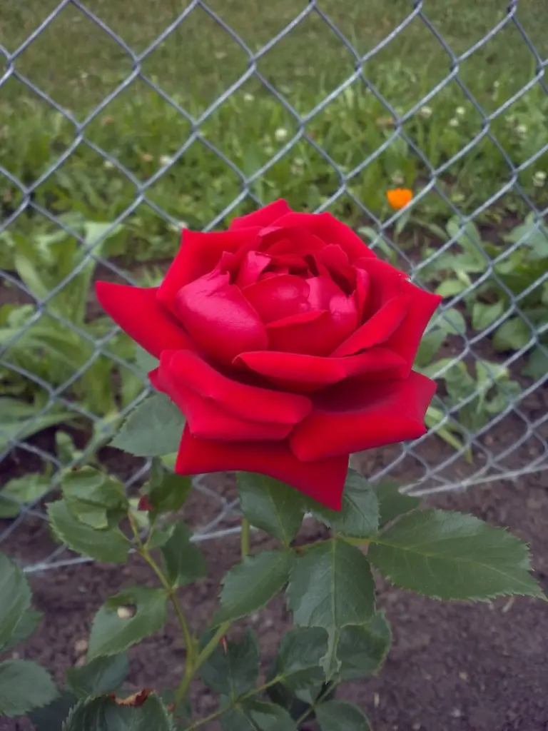 Condolence image of Mama