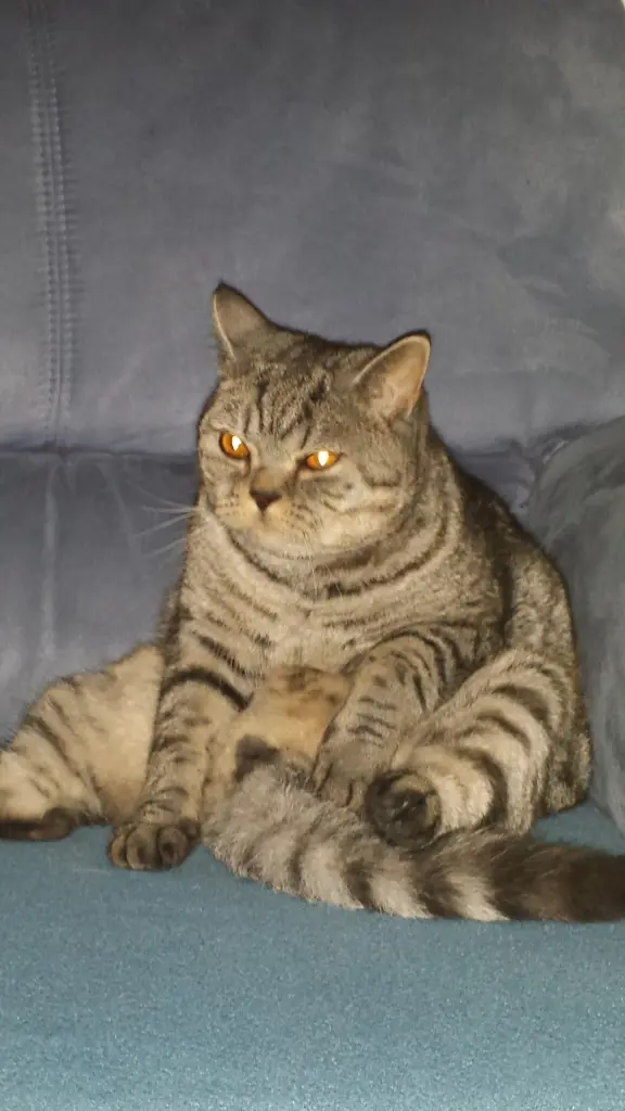 Image from Baby Bär