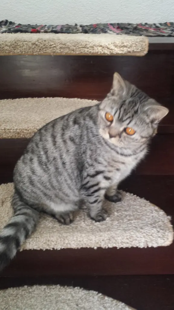 Image from Baby Bär