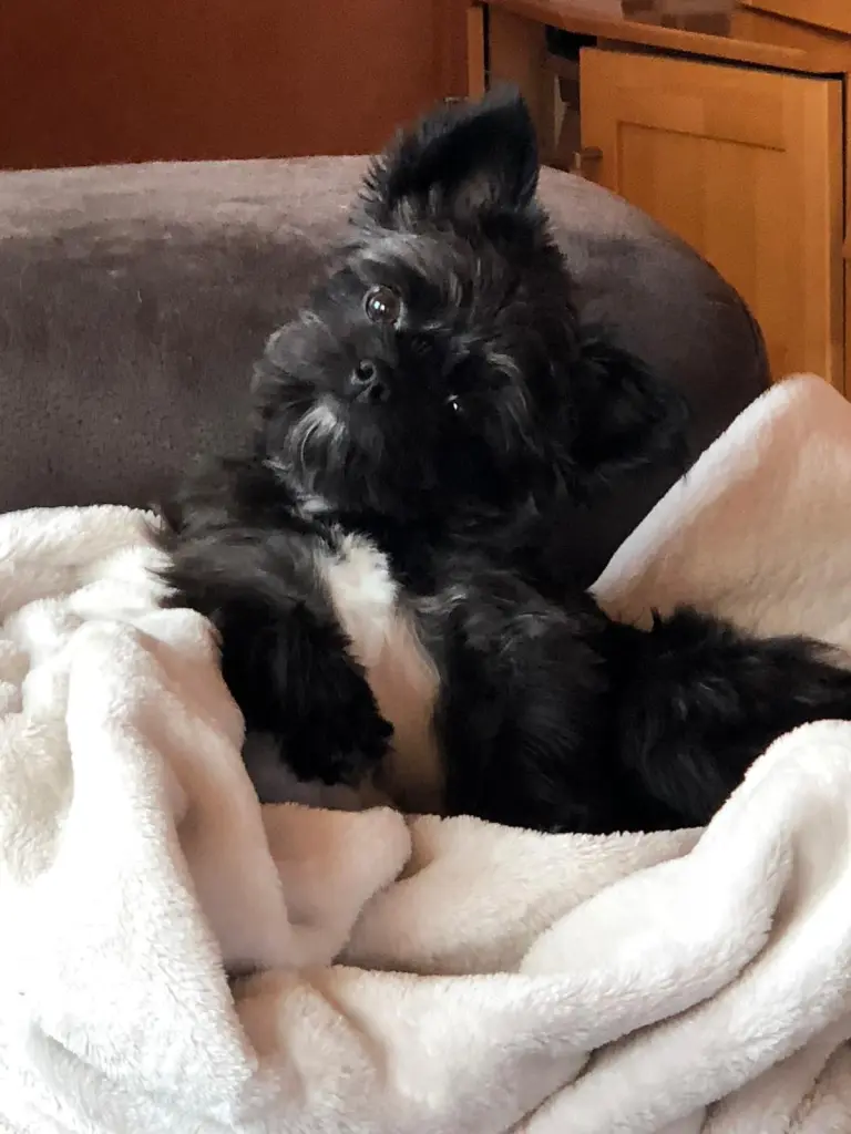 Image from Gismo