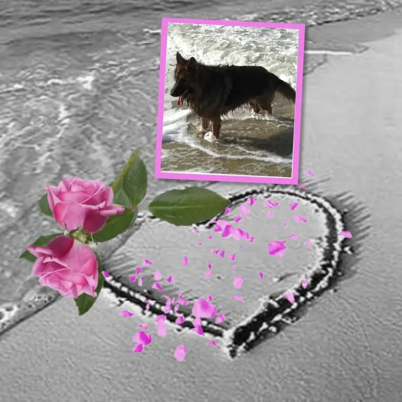 Condolence image of ❤️❤️❤️❤️❤️❤️❤️❤️❤️❤️❤️❤️❤️❤️