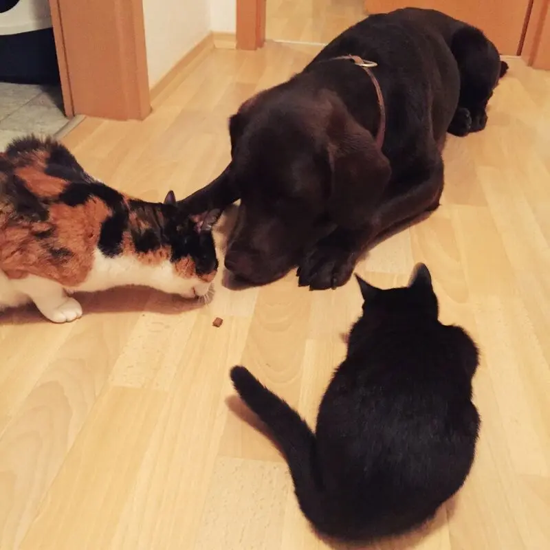 Andachtsbild von Nadine,  Emanuel, Latara u latoya