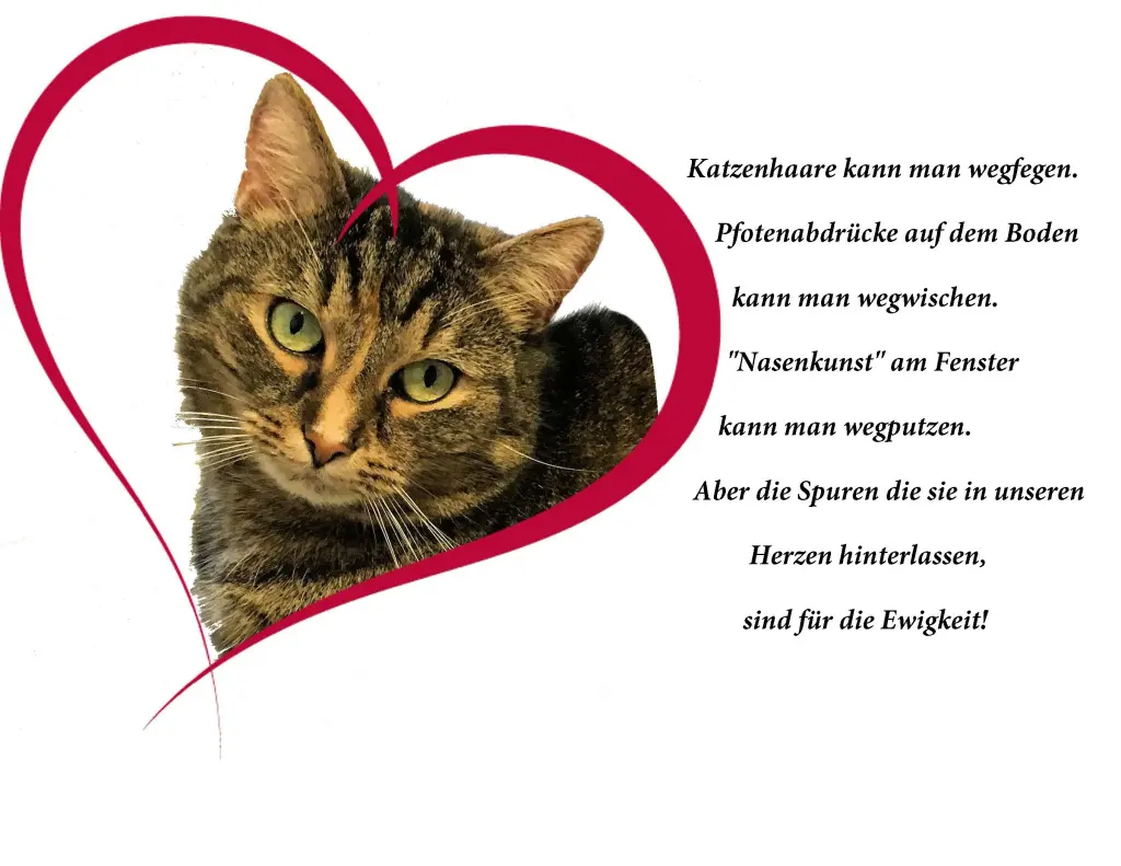 Image from Strangy