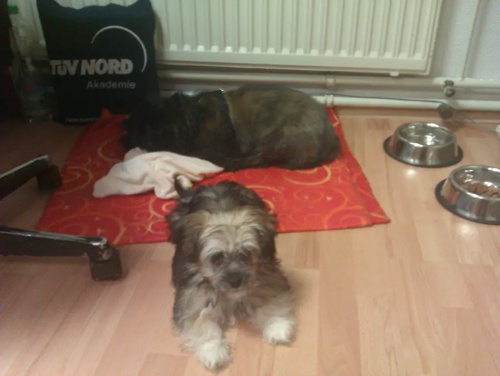 Image from Gismo