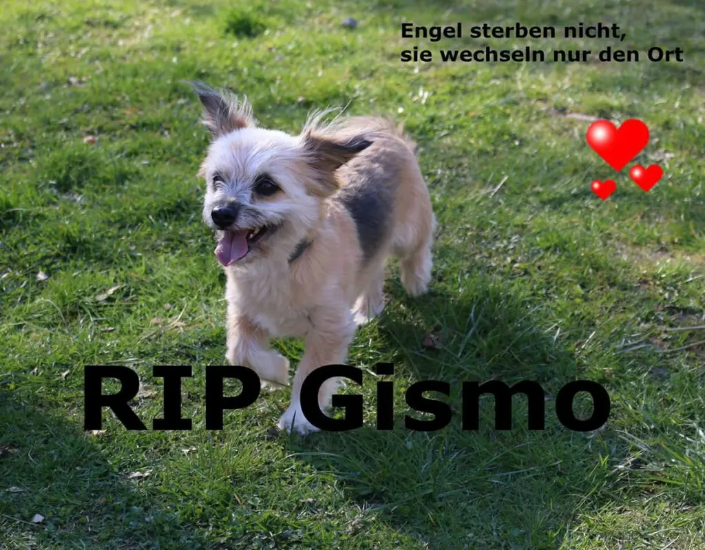Image from Gismo