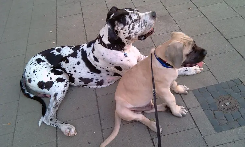 Condolence image of Daniela mit Sniper im Herzen