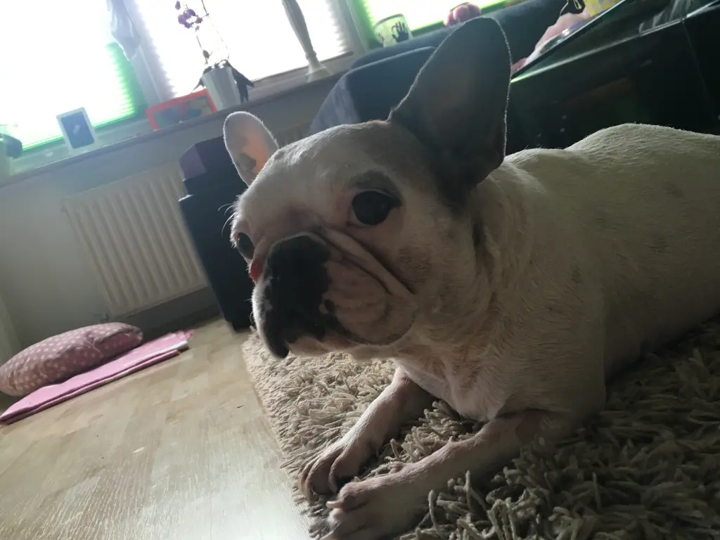 Image from Lola