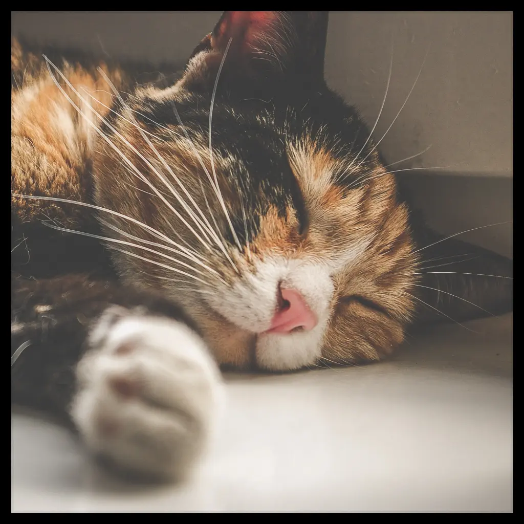 Image from Moosh