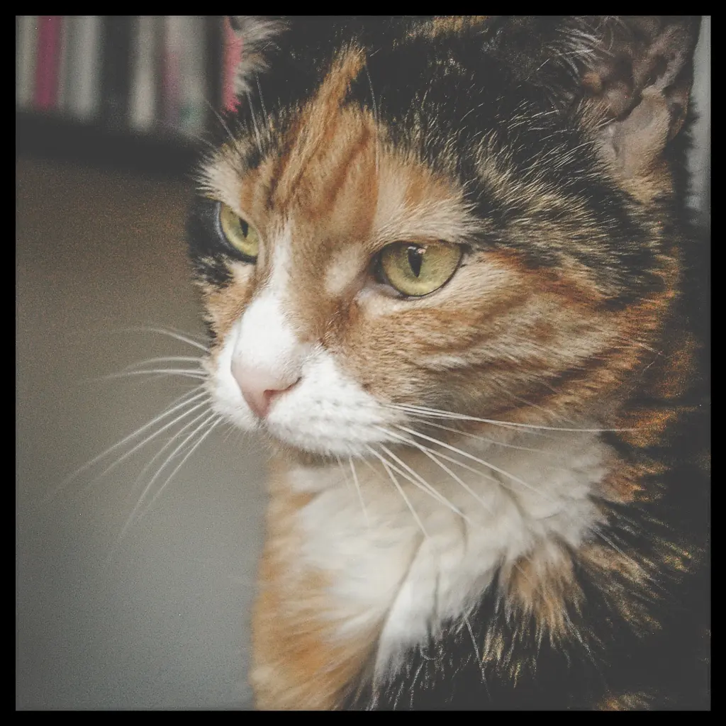 Image from Moosh