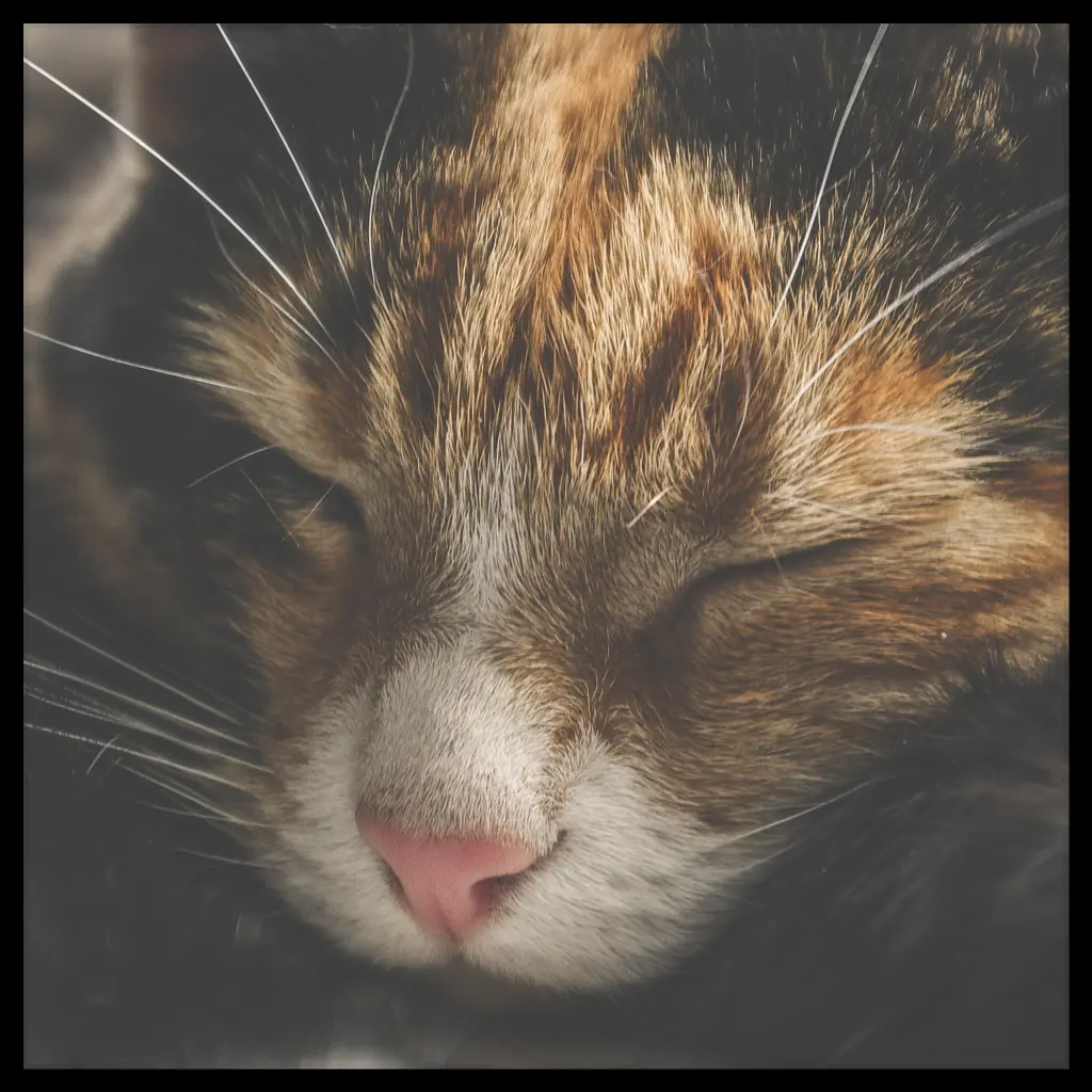 Image from Moosh