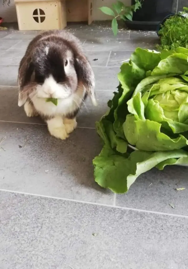 Image from Mr. Floppy