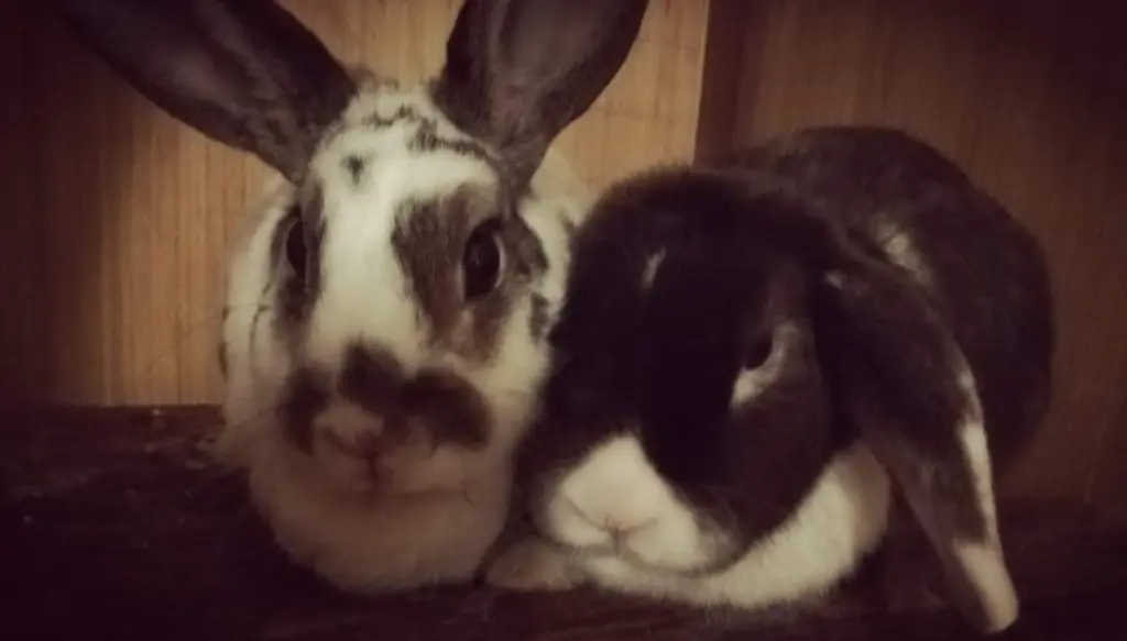 Image from Mr. Floppy