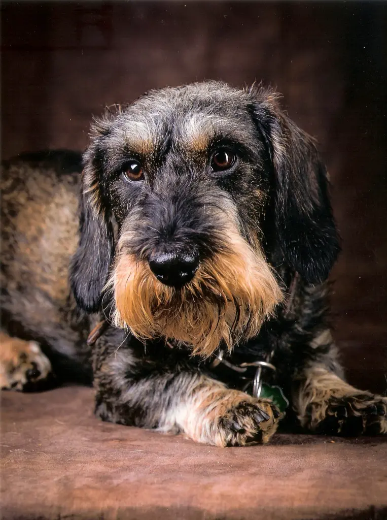 Condolence image of Cornelia