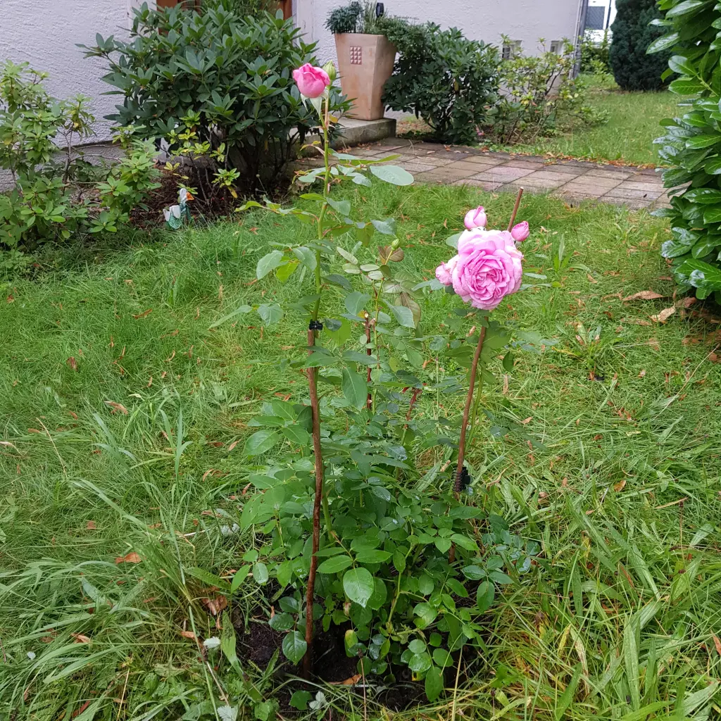 Image from Milu