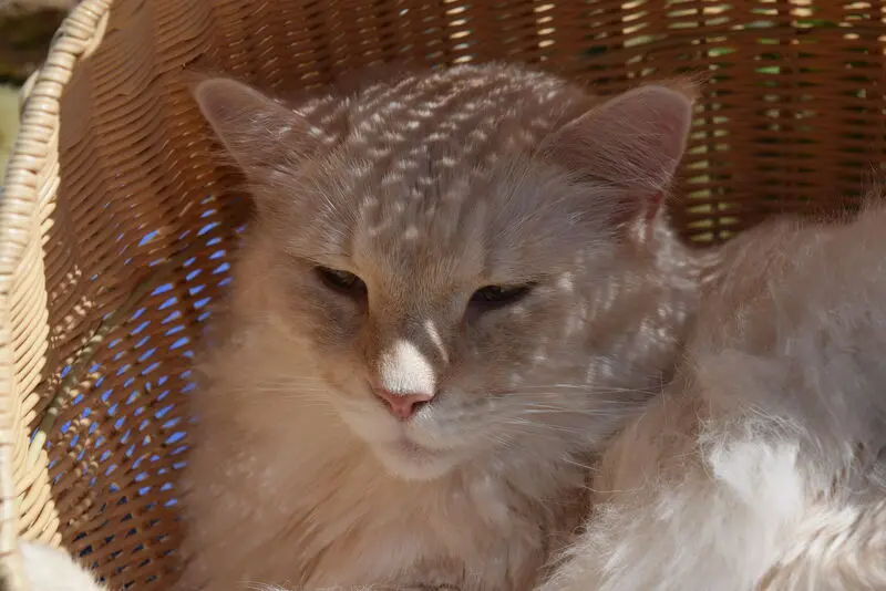 Condolence image of Bettina & Walter mit Kimba im Herzen