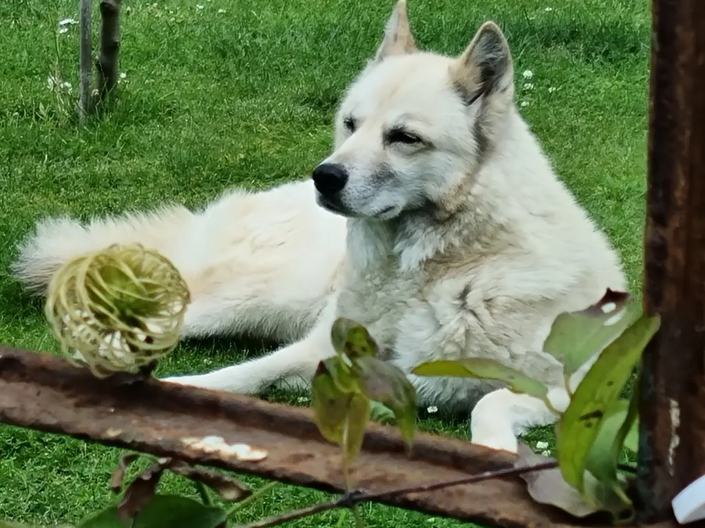 Image from Nala