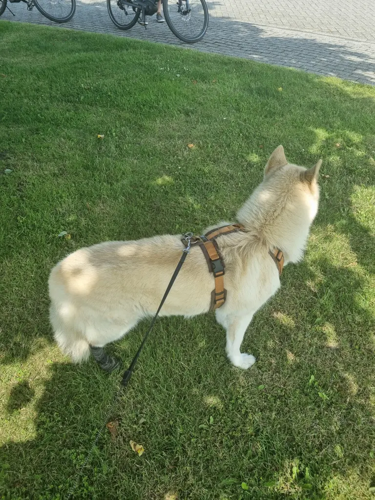 Image from Nala