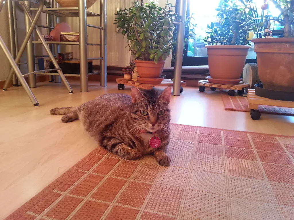 Image from Tinka