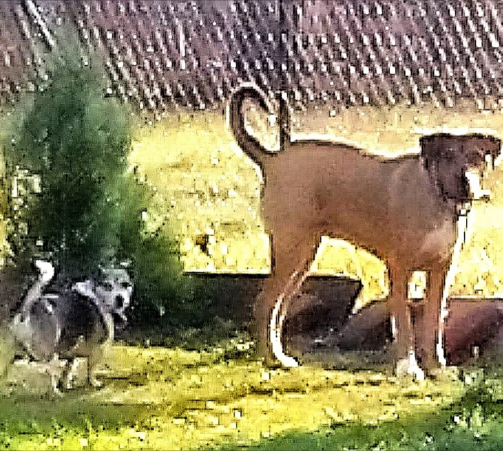 Image from Leyla