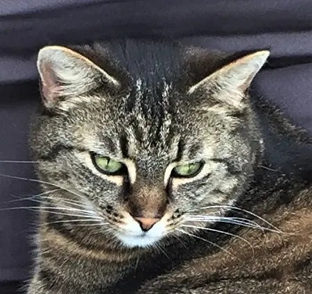 Image from Minki
