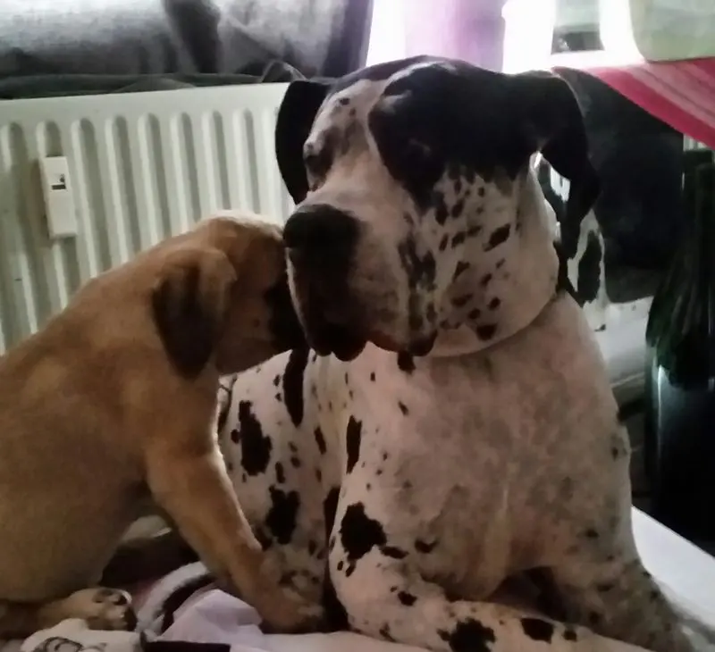 Condolence image of Daniela mit Sniper im Herzen