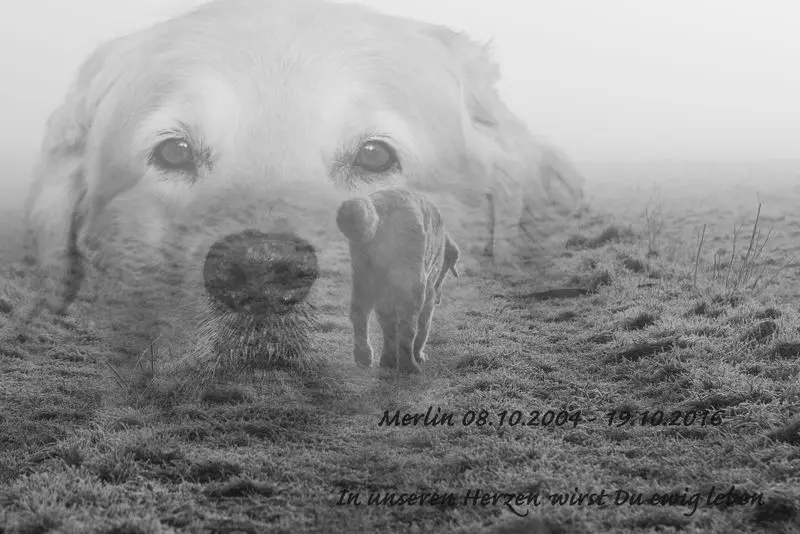 Image from Merlin