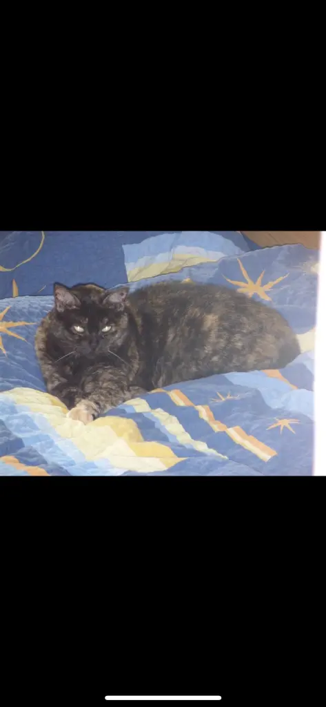 Image from Stella