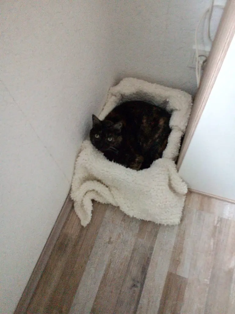 Image from Stella