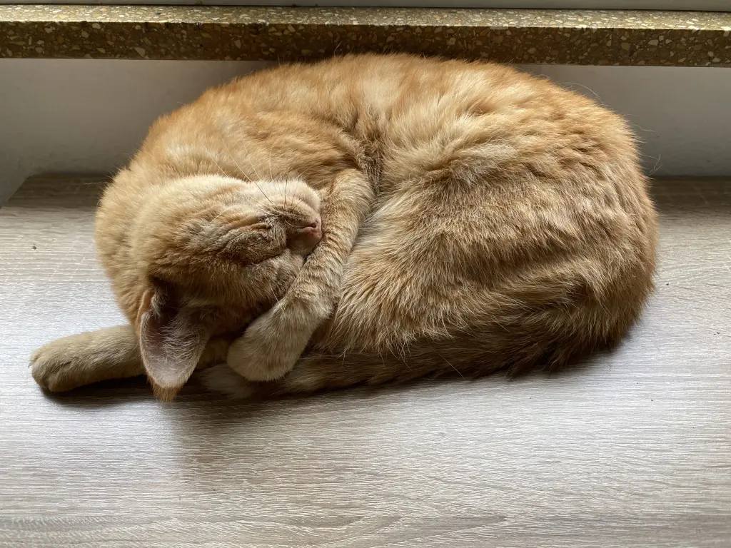 Image from Tigger