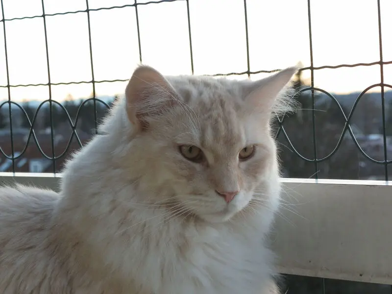 Condolence image of Bettina & Walter mit Kimba im Herzen