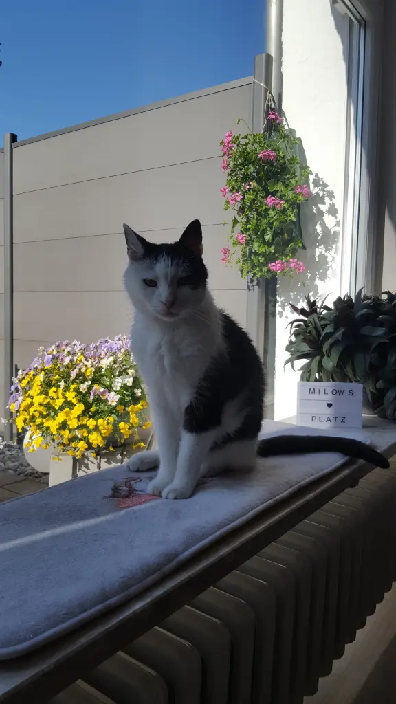 Image from Milow