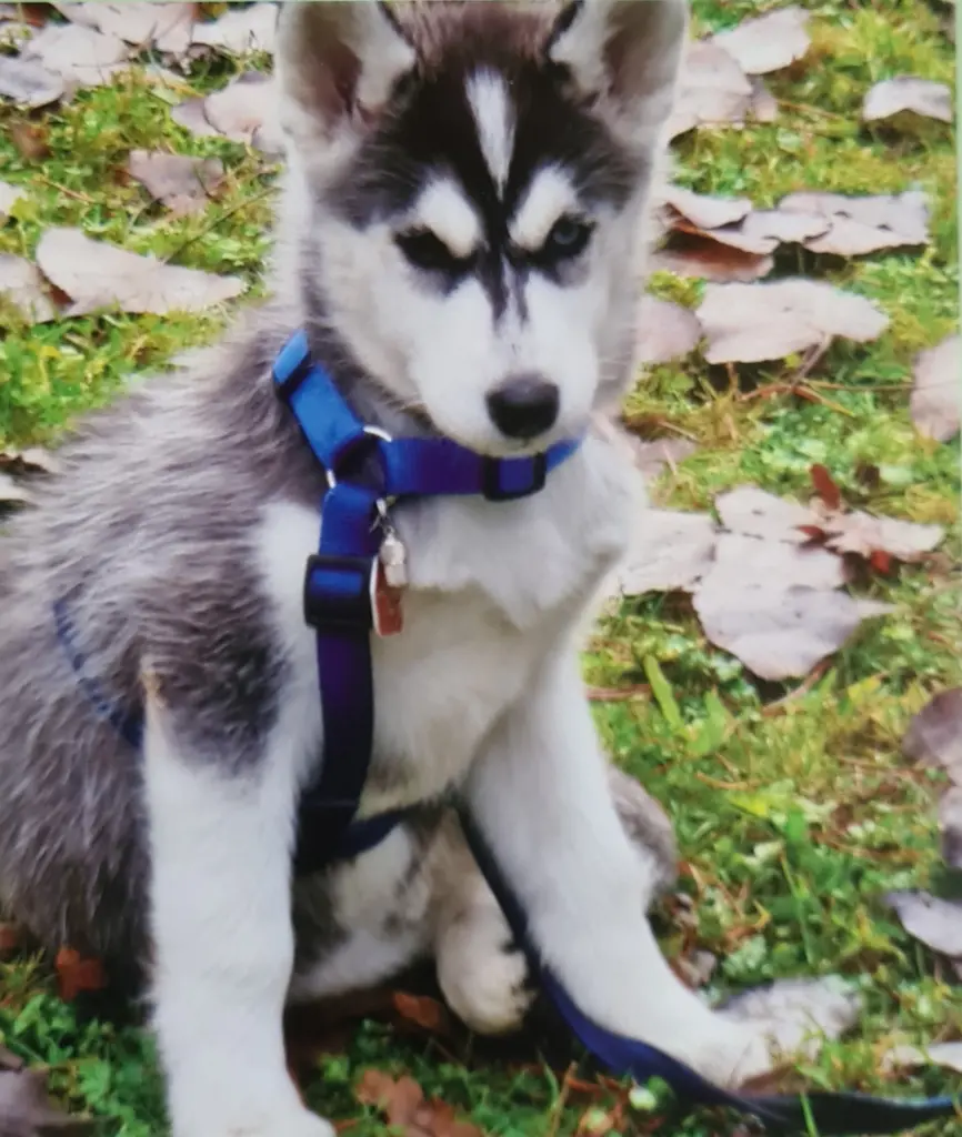 Image from Yukon
