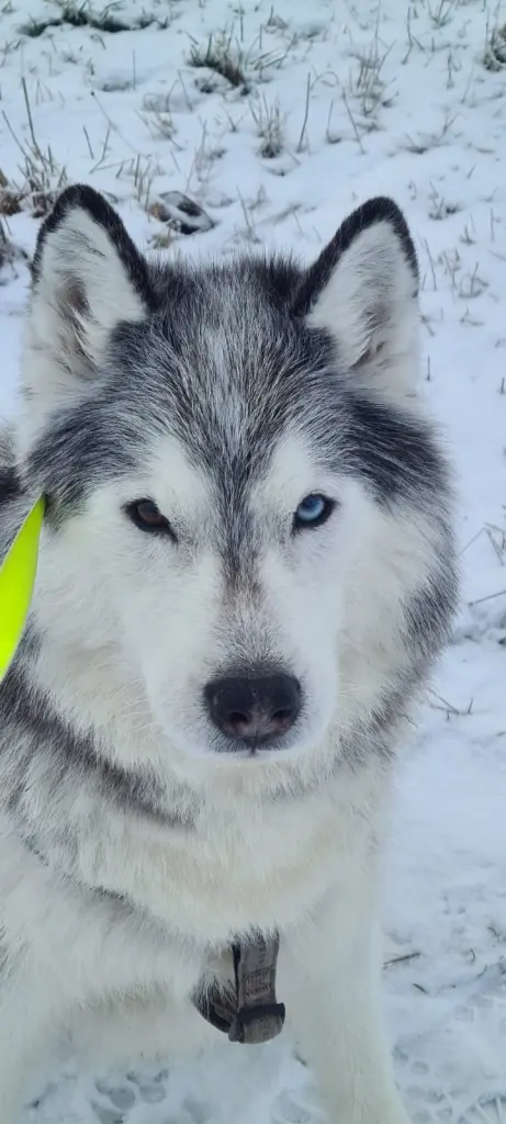 Image from Yukon