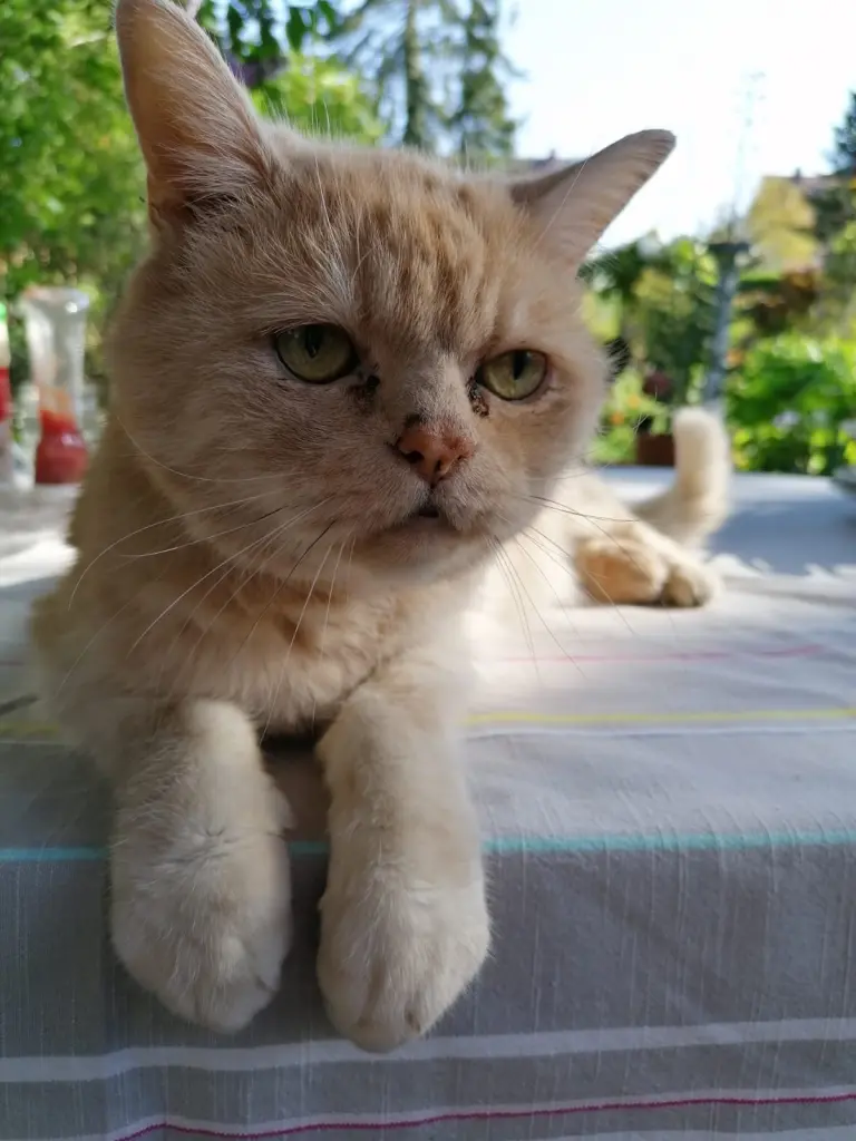 Image from Tigger