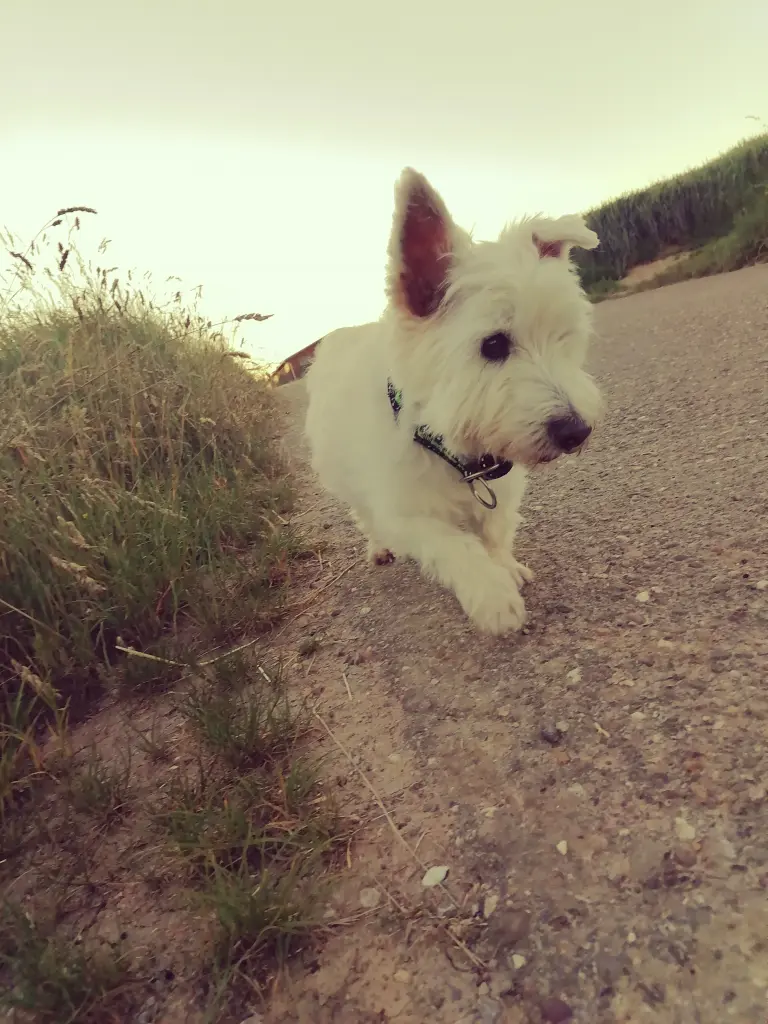 Image from Curly