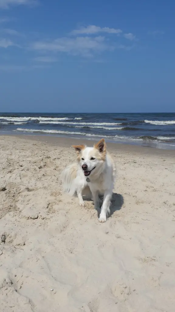 Andachtsbild von Franz-Josef