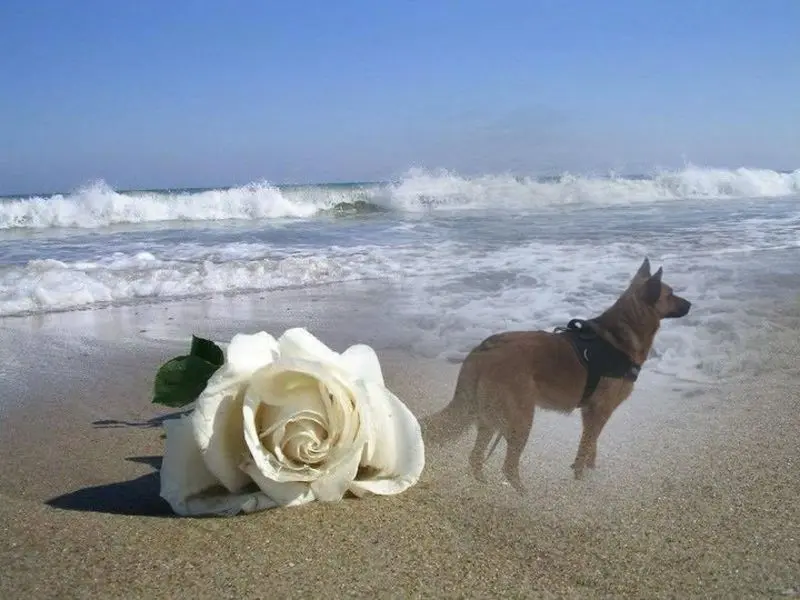 Condolence image of ❤️❤️❤️❤️❤️❤️❤️❤️❤️❤️❤️❤️❤️❤️